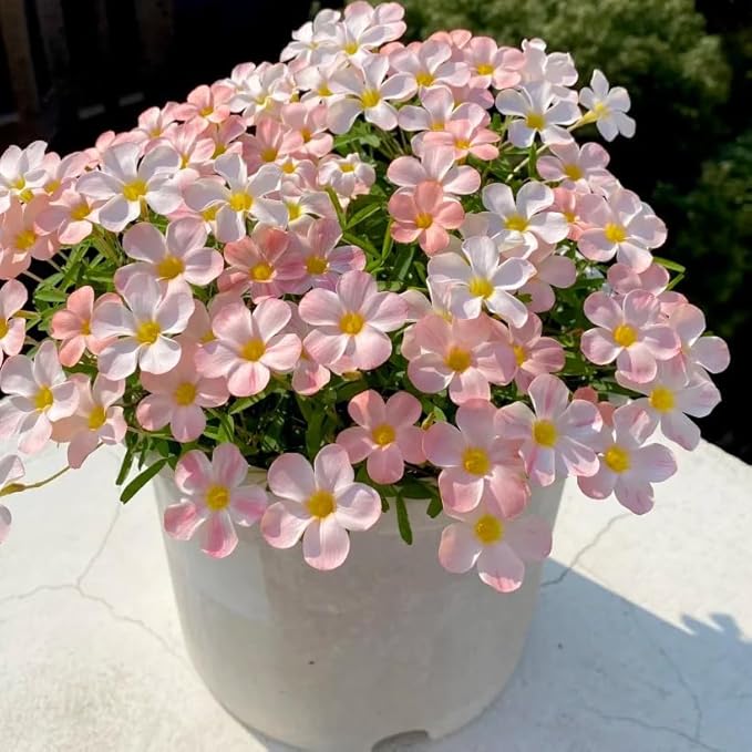 12 Oxalis Triangularis Flower Seeds for Planting, Oxalis Triangularis Bulb Flowers Seed, Non-GMO Heirloom Flower Seeds for Home Garden Outdoor