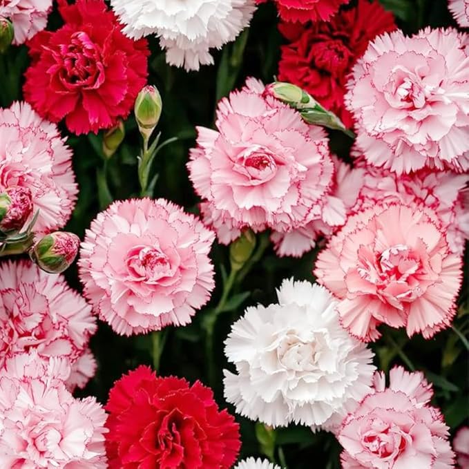 5200+ Mix Carnation Seeds for Home Garden - Non-GMO Heirloom Seeds - Fragrant, Open Pollinated