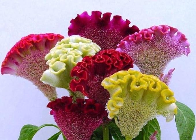 22Day Seeds: Seeds Cockscomb Mix/Celosia cristata/Includes Variety Crested West Indian Toreador/Annual Flowers
