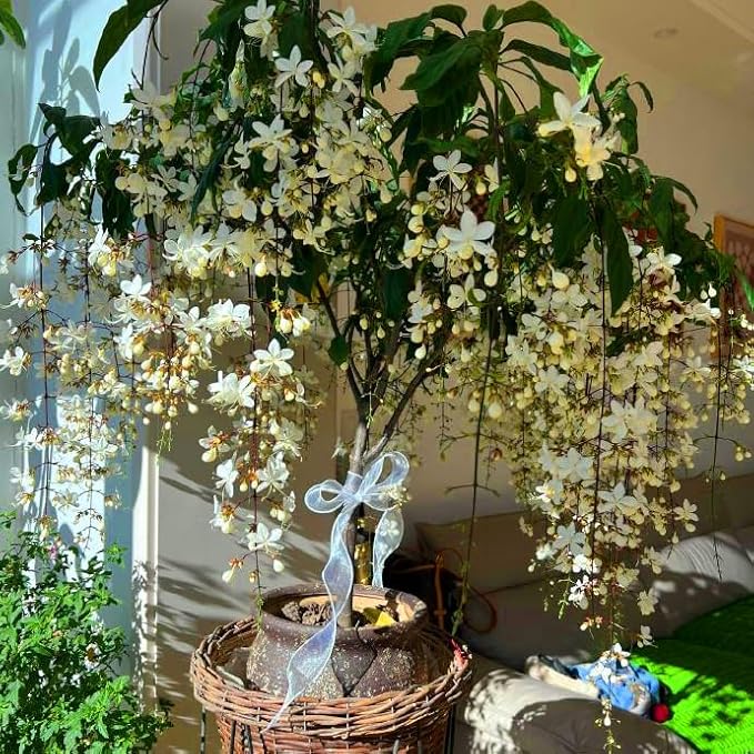 Climbing Weeping Jasmine Flower Seeds for Planting, 100+pcs Fragrant Perennial Climbing Jasmine Flower Seeds Plants, Non-GMO Heirloom Beauty Climber Flowers in Home Garden Outdoors