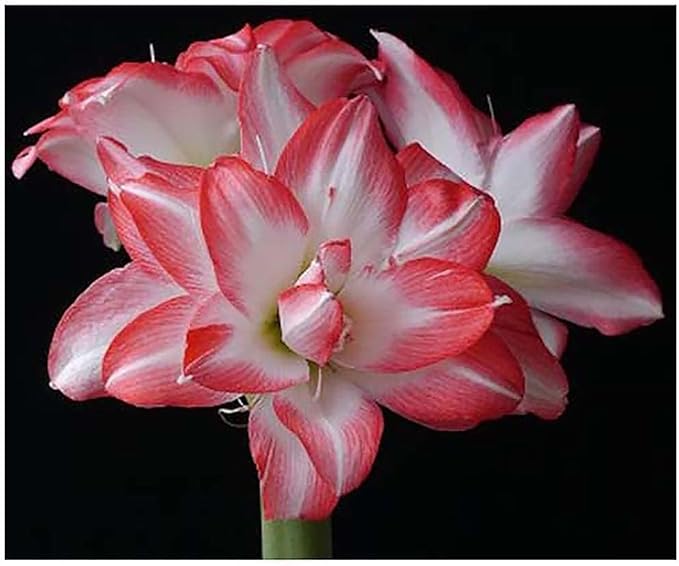 Blossom Peacock Amaryllis Bulb Double White with Red– Large Bulb for Planting, 4-8 Blooms, 16–24" Tall – Elegant Indoor & Outdoor Plant – Low-Maintenance Amaryllis Bulb (Not in Wax)