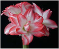 Blossom Peacock Amaryllis Bulb Double White with Red– Large Bulb for Planting, 4-8 Blooms, 16–24" Tall – Elegant Indoor & Outdoor Plant – Low-Maintenance Amaryllis Bulb (Not in Wax)