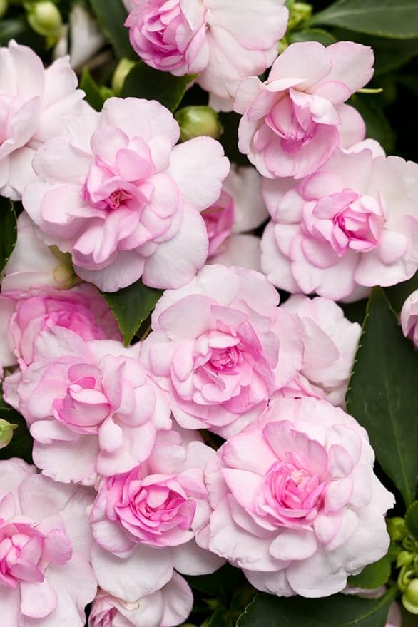 Mixed Impatiens Balsamina Balsam Seeds Camelia Impatiens Seeds Double Flower Garden Patio Container 100pcs
