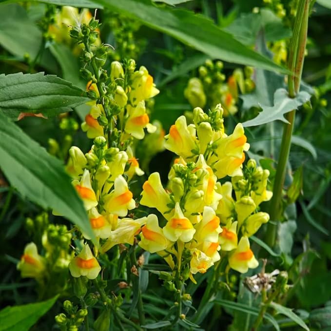 Mix Snapdragon Seeds for Planting, 200pcs Garden Snapdragon Perennial Flower Seeds Rare Flower Plants, Non-GMO Heirloom Beauty Flowers Home Garden for Outdoors