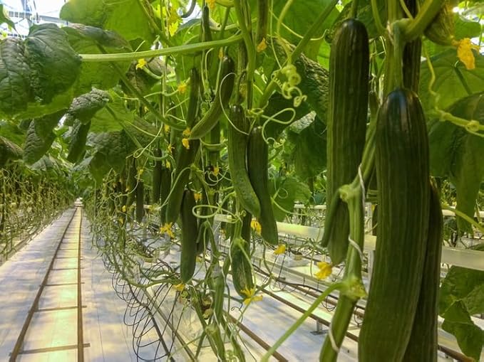 10+ Seeds Cucumber Chinese Miracle - Vegetable Open-Pollinated