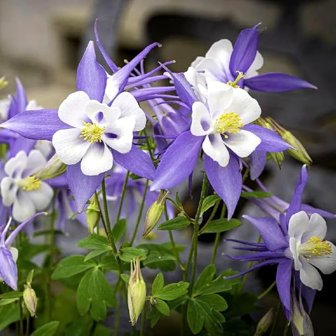 50+ Columbine Flower Seeds for Planting - Delicate Bell-Shaped Blooms, Shade Tolerant & Cold Hardy Perennial, Attracts Hummingbirds, Perfect for Woodland Gardens & Containers