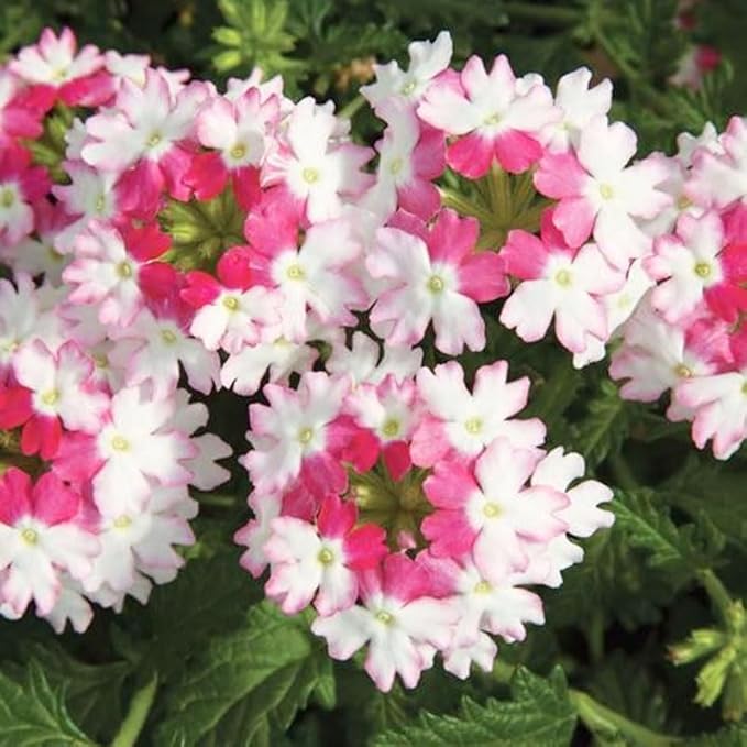 10000+ Perennial Verbena Flower Seeds for Planting Outdoors Non-GMO Heirloom