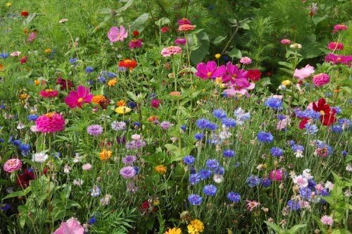 Wildflower Seed Mix, ASSORMENT of Perennial & Annual, 2 Ounce Package