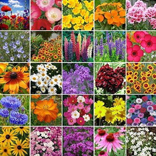Dirt Goddess Super Seeds~ Northeast Wildflower Seed Mix (1/2 Lb)
