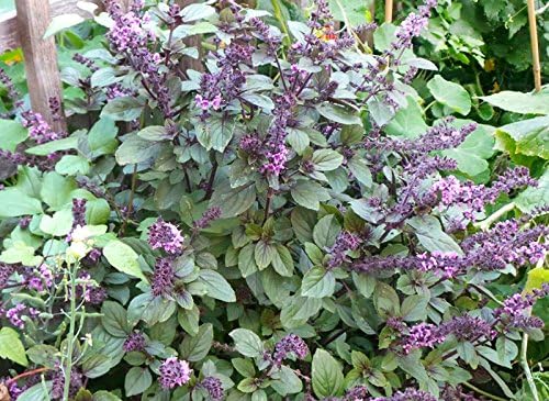50 Blue Spice Basil Seeds Herb Heirloom Non-GMO Fragrant Rare Fragrant Great for Tea, Salads and Savory Dishes, Ocimum americanum, Grown in USA