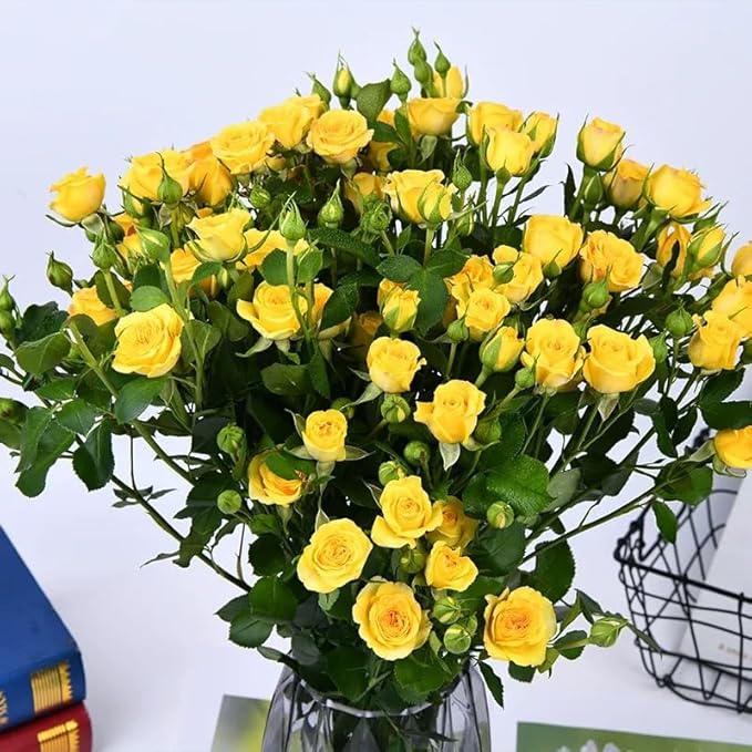 100+ PCS Yellow Rose Seed Symbol of Friendship Perennial Rosa Bush Shrub Striking Landscaping Plant Easy Cultivating