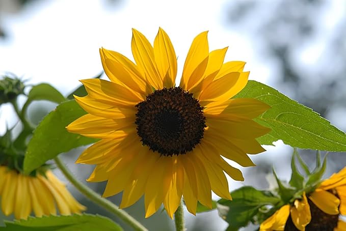 Sunflower, Black Oil, 100 Seeds per Pack, Newly Harvested, 5-6 Foot Tall, Giant Blooms with Black Centers, A Classic Golden Sunflowwer
