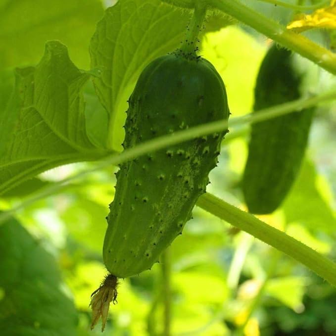 SMR 58 Cucumber Seeds - 100 Count Seed Pack - Non-GMO - A Vigorous Standard Pickling Cucumber That Produces Massive yields of mild Flavored Cucumbers. - Country Creek LLC