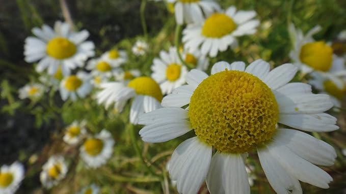 Seeds German Chamomile - Matricaria chamomilla - 2500 Seeds Heirloom Herbs - GMO Free