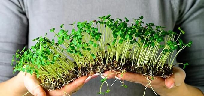 100% Natural Organic Microgreens Premium Potting Mix by Gardenera: Ideal Balance of Air, Moisture, and Nutrients - 2 Quart