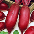 Seeds Vegetable Beet Rival Red Long Beetroot Heirloom for Canning - 100 Seeds