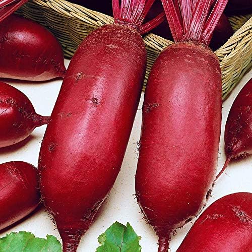CEMEHA SEEDS - Seeds Beet Long Beetroot Dark Rival Red Non GMO Vegetable for Planting