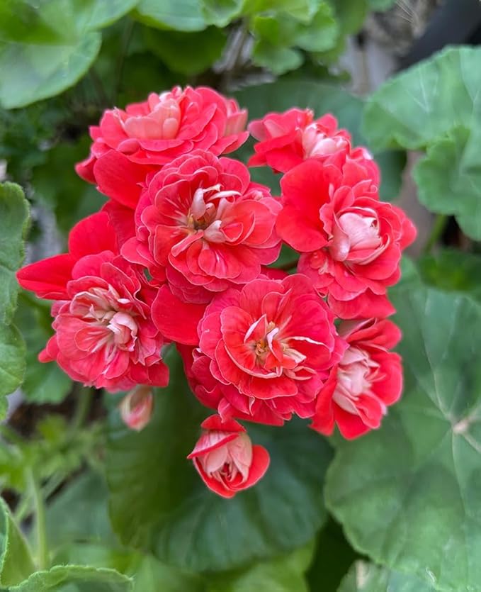 10+ Mixed Geranium Seeds Luster Mix Fragrant Flowers Garden Planting