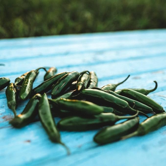 Serrano Pepper (Serrano Tampiqueno) - 25 Seeds - Mexican Pepper Variety, Delicious Spicy Green Peppers, Non-GMO Heirloom Chili Pepper Seeds for Planting in The Home Garden, Thresh Seed Company