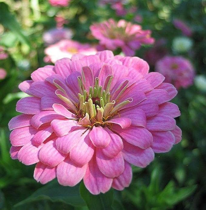 5g pcs Mixed Color Zinnia Seeds for Planting - Heirloom Non-GMO Flower Seeds, Vibrant Flowers for Small Gardens & Balconies Open Pollinated