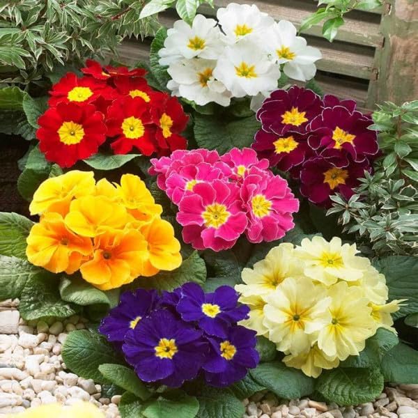 Primrose Garden Mix Seeds – Perennial Flower (Primula spp.) | Early Spring Blooms, Vibrant Color Variety for Shade Gardens