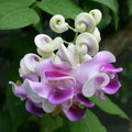 20PCS Corkscrew Vine Seeds – Non-GMO Heirloom Perennial, Fragrant Ornamental Climbing Snail Vine for Garden Trellis Fence