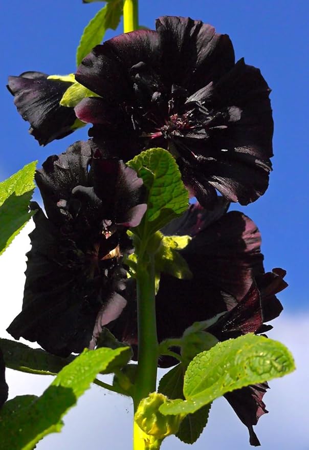 Seeds Black Hollyhock Double 30 Seeds for Planting Flowers Perennial Plant