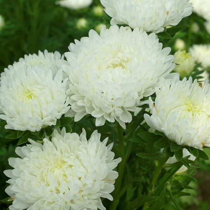Outsidepride Paeony Aster Seeds - 2,000 Pcs Annual, Hardy & Pollinator Friendly Flower Seeds for Planting Vibrant Double Incurved White Petals, Ideal for Meadows & Aesthetic Gardens