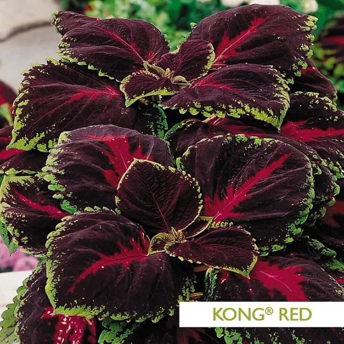 Park Seed Coleus Kong Empire Mix Pelleted Seeds, Extra-Large Foliage in Vibrant Multicolor Shades, Shade-Loving Annual for Containers and Beds, Pack of 15