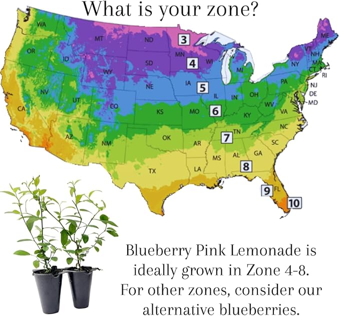 Blueberry Plant Pink Lemonade Live for Sale (4 Pack) | Easy to Grow Plants | Edible Fruit Plant for Sustainable Living | Grow Your own Food on Your Edible Organic Garden| Live for Planting| No Seeds