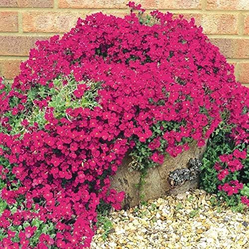 Red Creeping Thyme Seeds for Planting 20000+ Non-GMO Perennial Flower Seeds Landscaping Ground Cover, Easy to Grow
