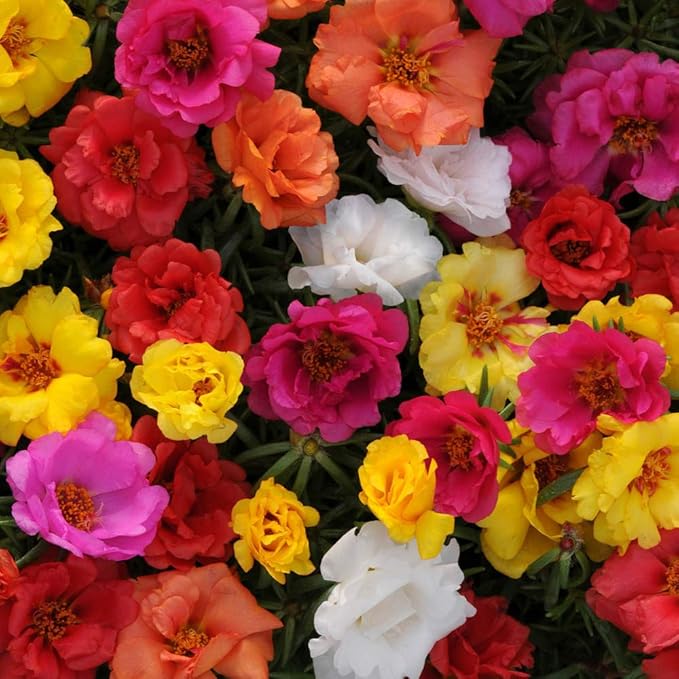 Outsidepride Happy Hour Mixed Moss Rose Seeds - 500 Pcs Annual, Drought & Heat Tolerant, Pollinator Friendly Ground Cover Seeds for Planting w/Vibrant Blooms & Succulent Foliage, for Xeriscaping