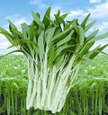 Vegetable Garden Seeds for Planting - Grow Heirloom Vegetables (Ong Choy)