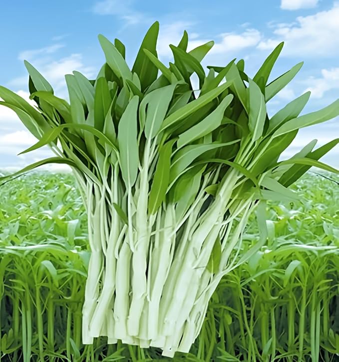Vegetable Garden Seeds for Planting - Grow Heirloom Vegetables (Ong Choy)