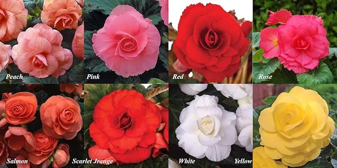 Seeds Wax Begonia Mix Large Flower Indoor Garden Beautiful Flowers Perennial for Planting Non GMO