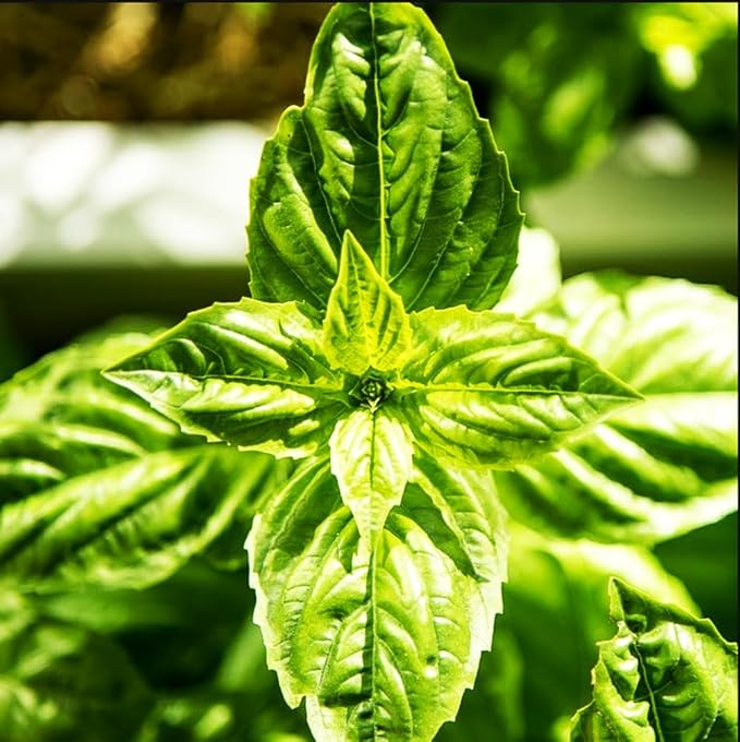 500+ Pcs Large Basil Seed Collection for Planting -Sweet, Opal, Thai, and Giant Leaf Basil - Non-GMO Heirloom Grow Indoors or Outdoor (Sweet Basil)