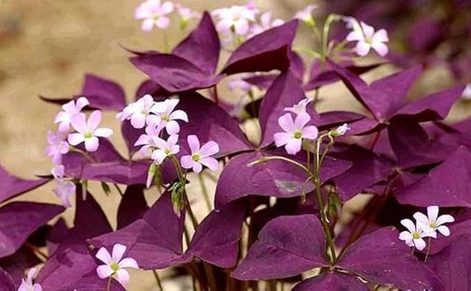 12PCS Purple Shamrocks Bulbs Good Luck Plant Purple Oxalis Bulbs for Planting Grows Indoor or Outdoor Oxalis Triangularis Bulb The Novice