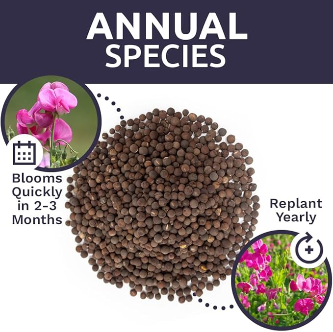 Sweet Pea Seeds Heirloom Mix - Bulk 1/4 Pound Bag - Over 1,400 Seeds - Large Fragrant Lavender, Purple, Red, Pink and White Blooms