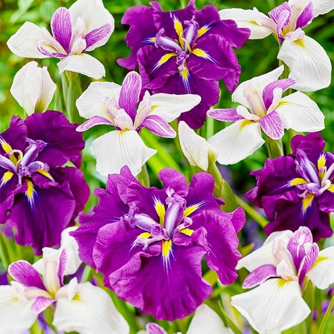80+ Perennial Iris Seeds for Planting,Rare Variety Flower Seed-Non-GMO Heirloom Plant Seeds Garden Outdoor
