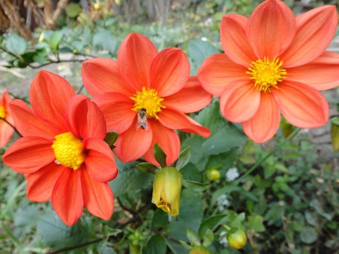 Seeds Flowers Dahlia Funny Guys Mix - 70 Seeds