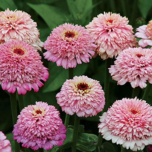 Park Seed Zinnia Seeds, Planting Flowers, Easy to Grow, Non-GMO, Perfect for Spring Garden, Zinderella Lilac, Pack of 25