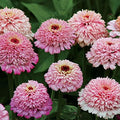 Park Seed Zinnia Seeds, Planting Flowers, Easy to Grow, Non-GMO, Perfect for Spring Garden, Zinderella Lilac, Pack of 25
