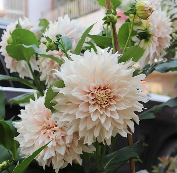 Rare Mix Dahlia Pompon Flower Seeds Colorful Variabilis Beautiful Annual Outdoor Lawn Plant Bonsai Flowering Seeds Bloom 100pcs