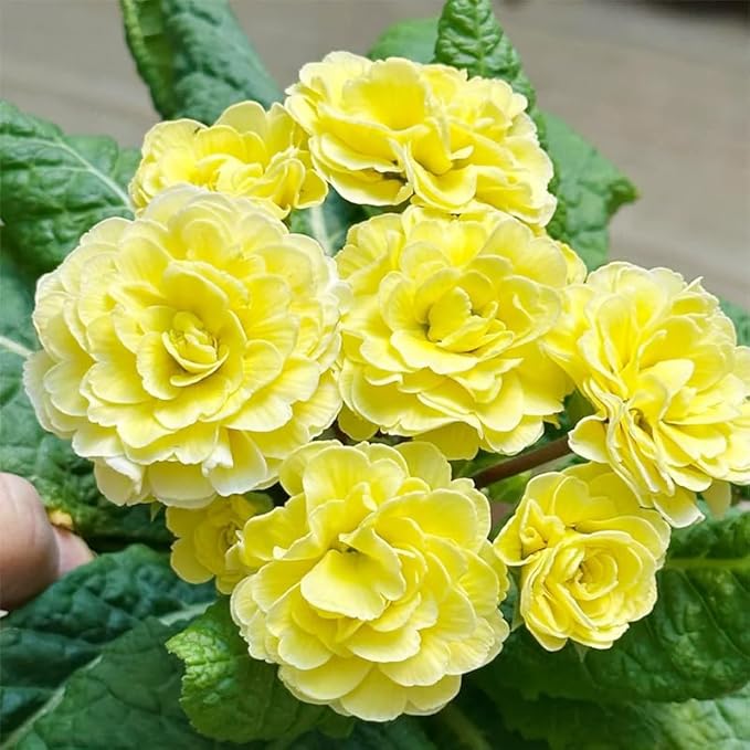 1000+ Perennial Mix Primrose Seeds for Planting-Non-GMO Heirloom, for Gardens & Outdoor Containers