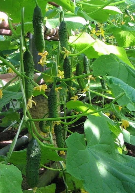10+ Seeds Cucumber Firm Secret F1 Hybrid - Vegetable Self-Pollinated