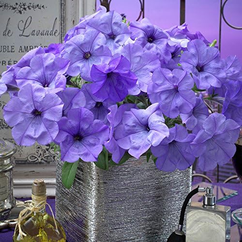 Park Seed Evening Scentsation Petunia – Fragrant Indigo 2.5-Inch Blooms with Mounding and Trailing Habit, Butterfly-Attracting, Heat Tolerant for Containers, Baskets, or Beds – Pack of 10