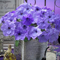 Park Seed Evening Scentsation Petunia – Fragrant Indigo 2.5-Inch Blooms with Mounding and Trailing Habit, Butterfly-Attracting, Heat Tolerant for Containers, Baskets, or Beds – Pack of 10