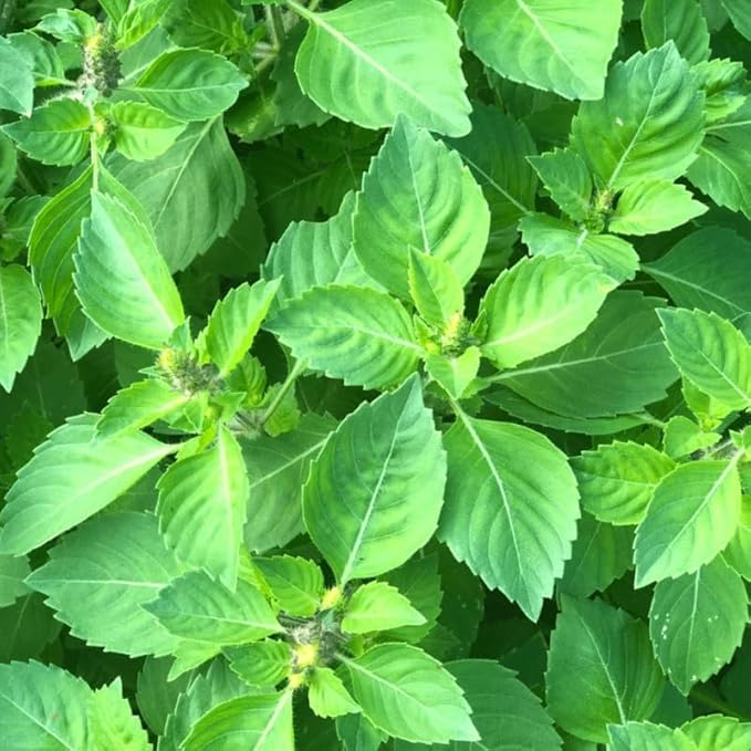 Basil Plants Live, 3 Holy Tulsi Basil Plant, Herb Plant, 3 to 5 Inc in Height, Gardening Indoor Outdoor