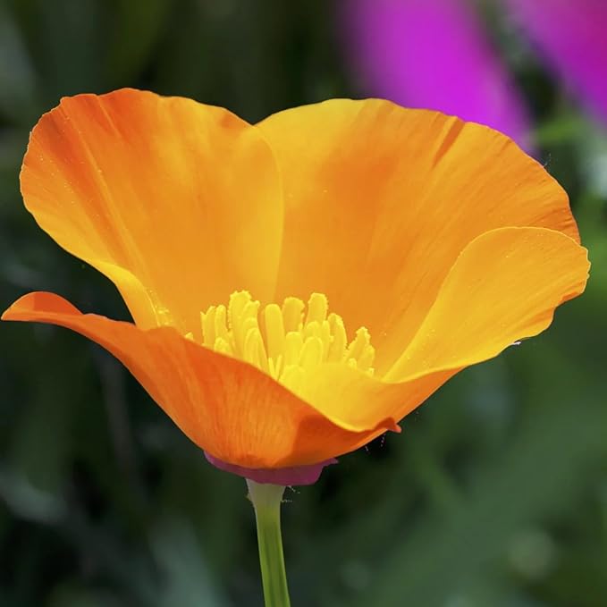 5000+ California Poppy Seeds - Native California State Flower, Non-GMO Open Pollinated | Drought Tolerant, Pollinator-Friendly Wildflower Seeds for Outdoor Planting