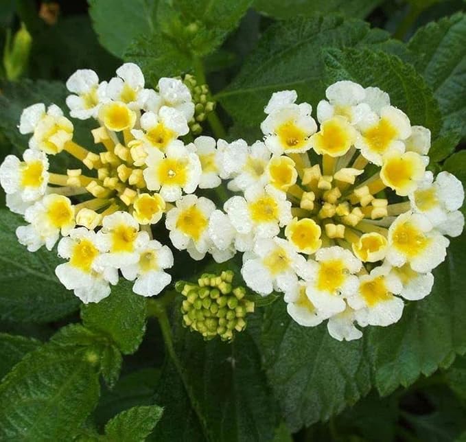 Lantana Mix 100+ Seeds Flowers Planting for Outdoor or Indoor